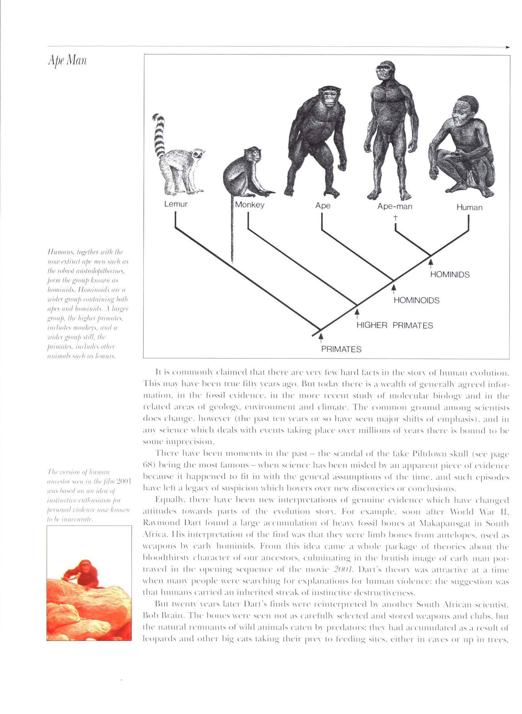 APE MAN: the story of human evolution. macm8533j